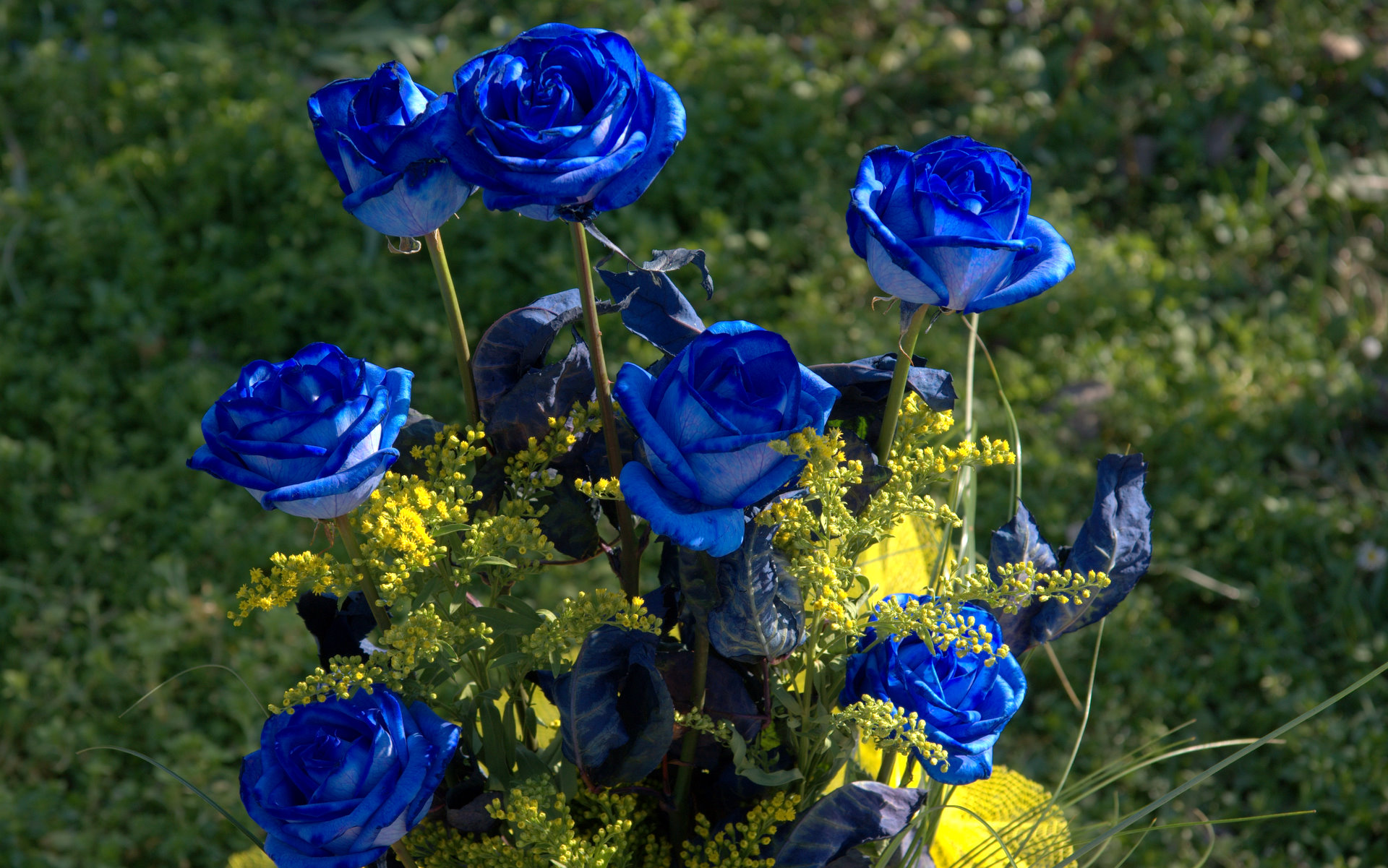 Real Blue Rose Bush